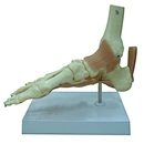 Anatomical foot model